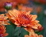 Orange Mum_28144-7